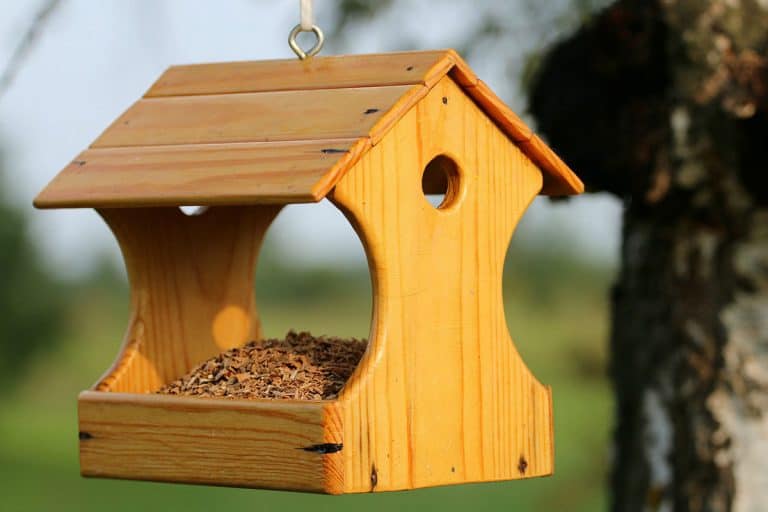 What Color Bird Feeder Attracts the Most Birds? Bird Feeder Hub