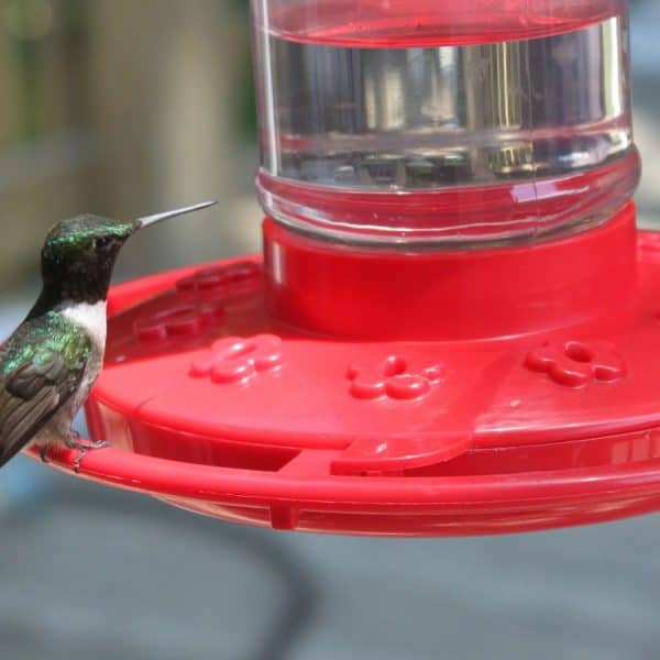 How to Make Hummingbird Nectar Without Boiling the Water (4 Steps)