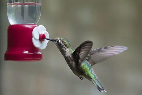 How to Make Hummingbird Nectar Without Boiling the Water (4 Steps)
