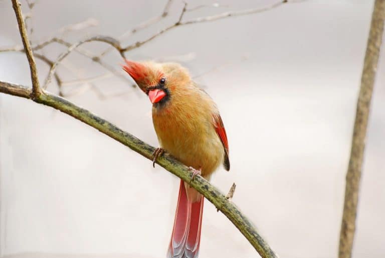 Type Of Bird Feeder For Cardinals