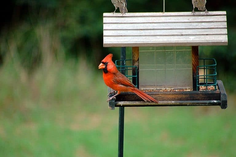 What is the Best Type of Bird Feeder for Cardinals? Bird Feeder Hub