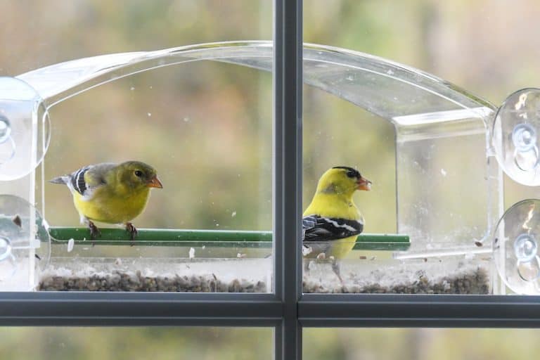 How to Attract Birds to a Window Feeder Bird Feeder Hub