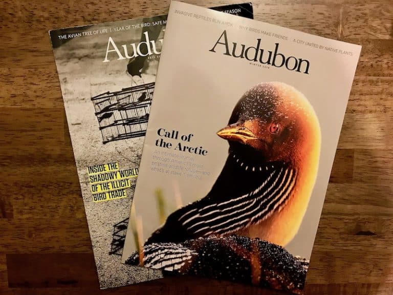 Unique Gift Ideas For Backyard Bird Watchers Bird Feeder Hub