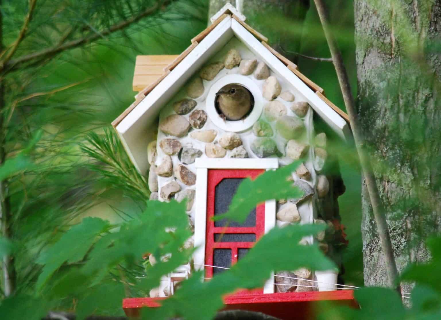 Unique Gift Ideas For Backyard Bird Watchers Bird Feeder Hub