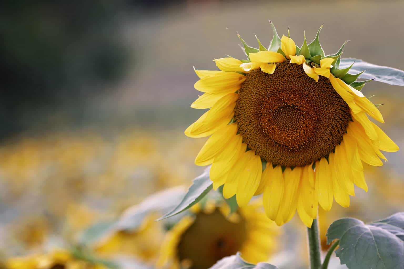 What Birds Eat Black Sunflower Seeds? Bird Feeder Hub