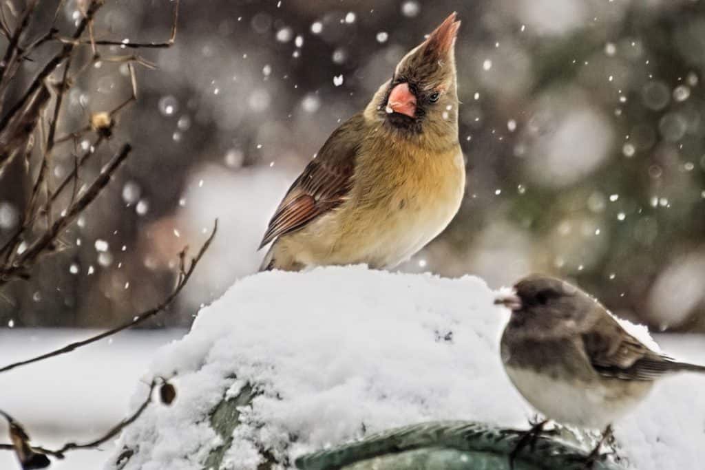 7 Ways Birds Survive in the Winter (How You Can Help) Bird Feeder Hub