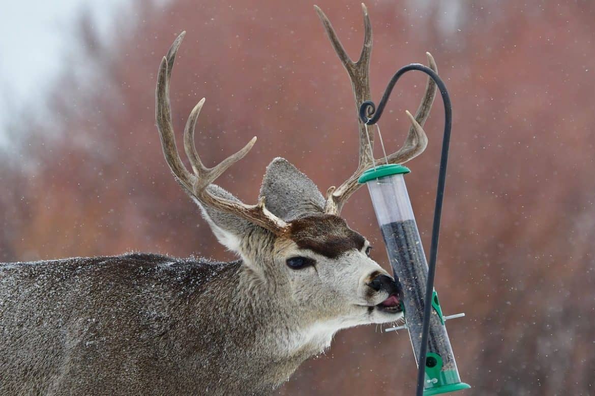 How to Keep Deer Away From Bird Feeders Bird Feeder Hub
