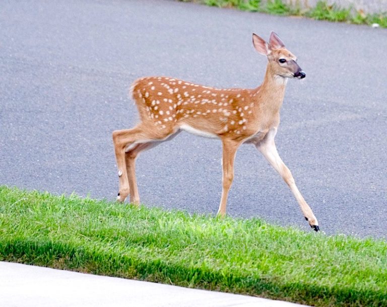 How to Keep Deer Away From Bird Feeders Bird Feeder Hub