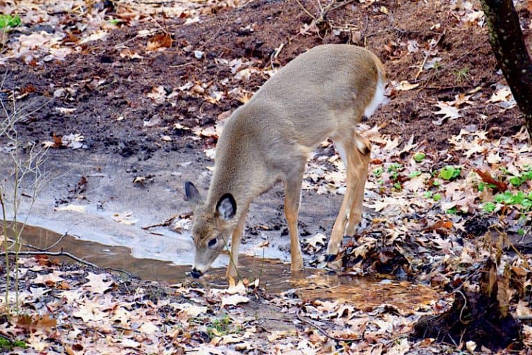 How to Keep Deer Away From Bird Feeders Bird Feeder Hub