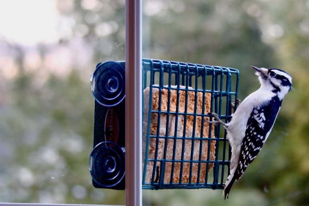 Best Bird Feeders for Apartments and Condos Bird Feeder Hub