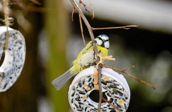 What to Feed Birds From the Kitchen (and What Not to Feed Them!)