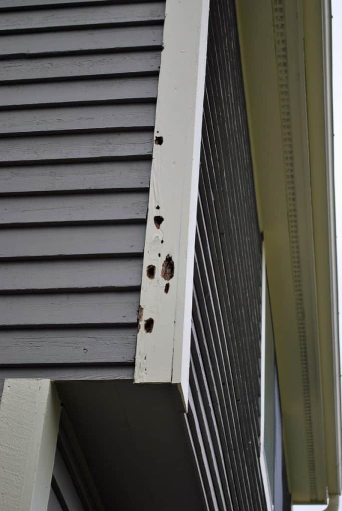 How To Keep Woodpeckers Off Your House - Bird Feeder Hub