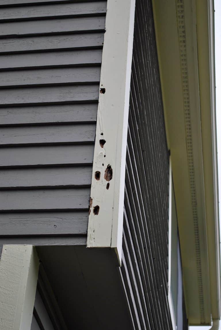 How To Keep Woodpeckers Off Your House Bird Feeder Hub