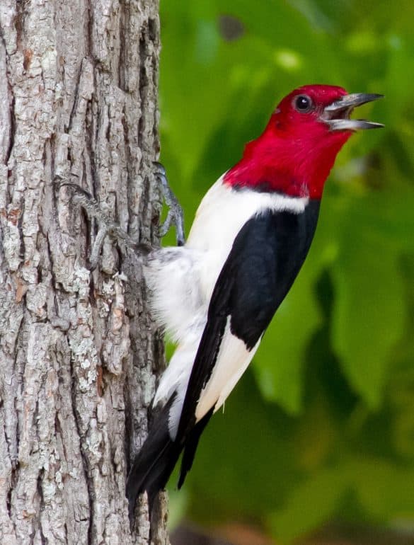17 Woodpecker Species of North America (Pictures) - Bird Feeder Hub