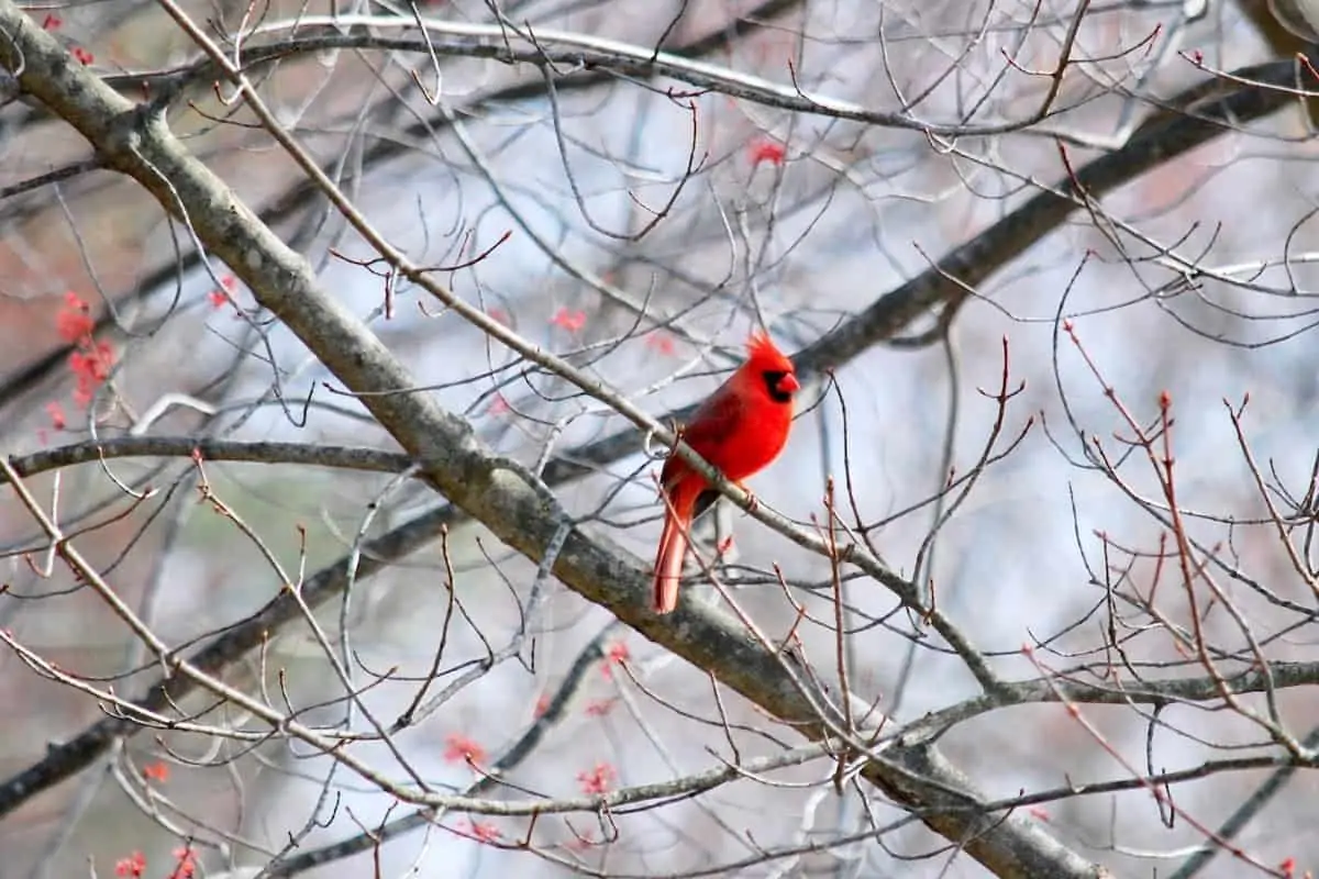 21 Interesting Facts About Cardinals Bird Feeder Hub