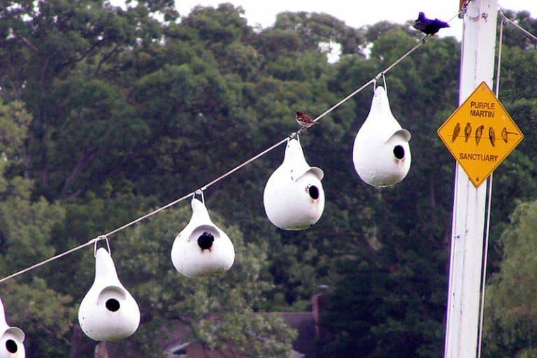 The Best Bird Houses For Purple Martins Bird Feeder Hub