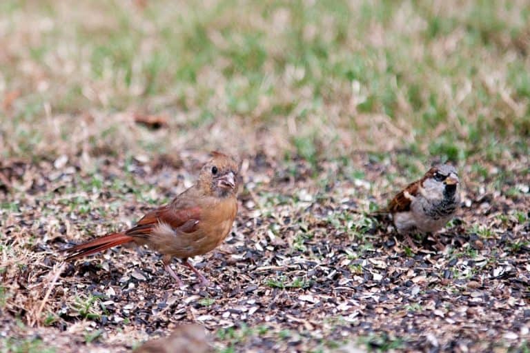 How to Attract Birds Without a Feeder (5 Easy Tips) Bird Feeder Hub