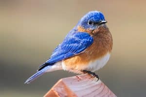 Bluebird Symbolism (Meanings & Interpretations)