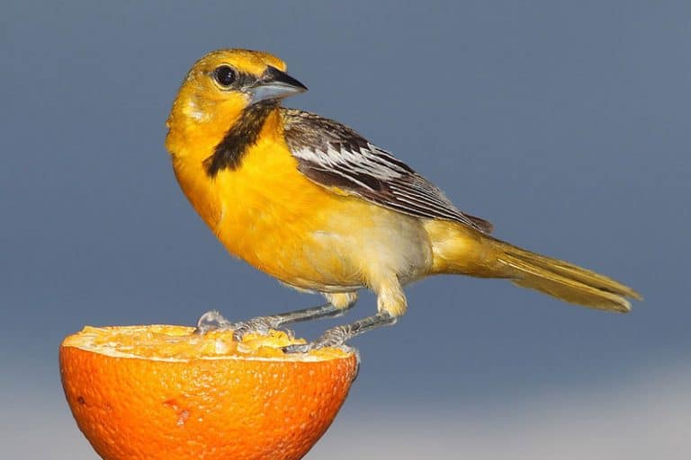 40 of the Most Colorful Birds of North America (With Pictures)