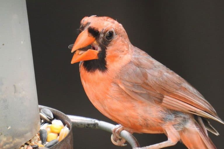 21 Interesting Facts About Cardinals Bird Feeder Hub