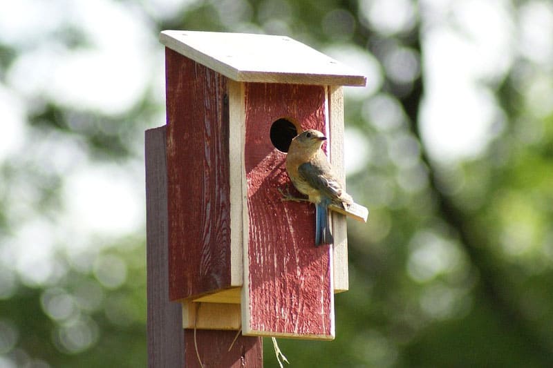 Eastern Bluebird - Bird Feeder Hub