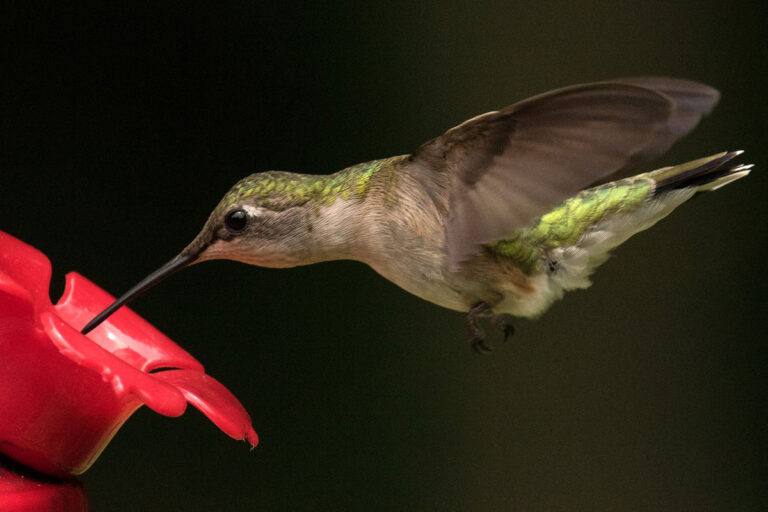 When to Put Out Hummingbird Feeders (Tips for Each State) - Bird Feeder Hub