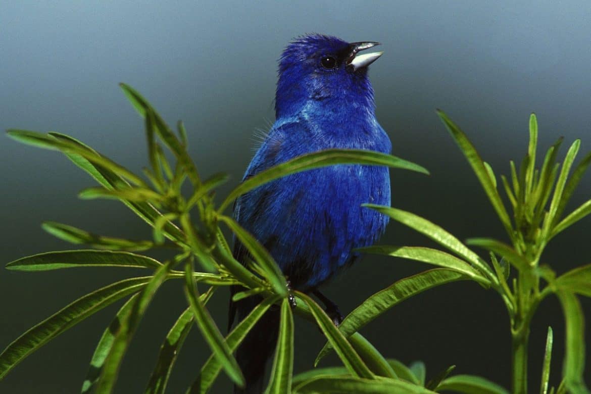12 Facts About Indigo Buntings (with Photos) Bird Feeder Hub