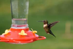 8 Reasons Why Hummingbirds Aren’t Visiting Your Yard