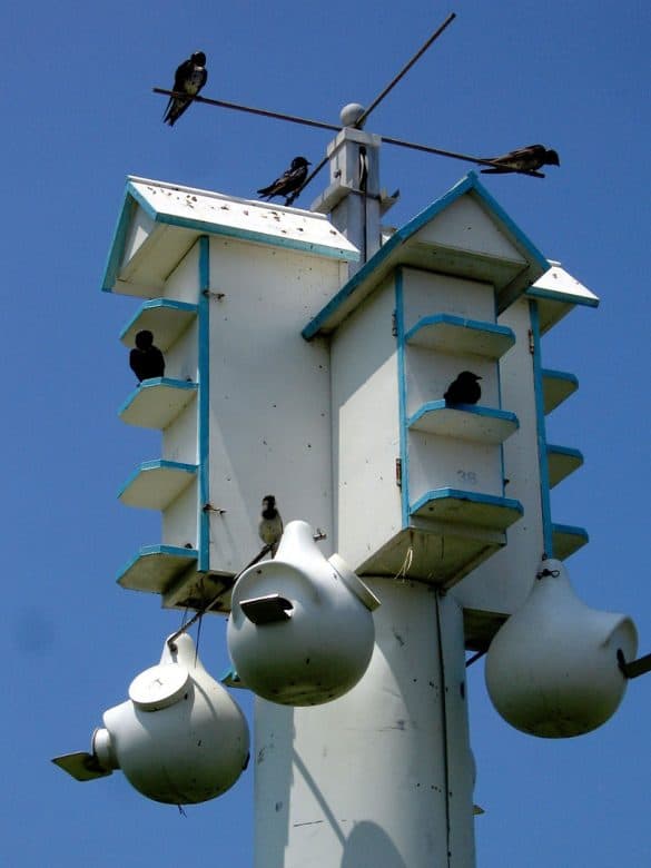 The Best Bird Houses For Purple Martins Bird Feeder Hub