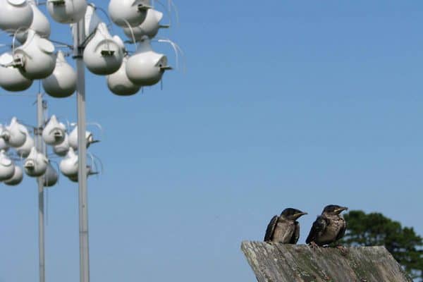 The Best Bird Houses For Purple Martins - Bird Feeder Hub
