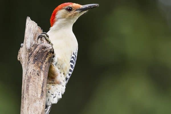 8 Types of Woodpeckers in North Carolina (Pictures) - Bird Feeder Hub