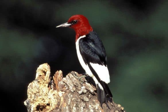 8 Species of Woodpeckers in Florida (Detailed Pictures) - Bird Feeder Hub