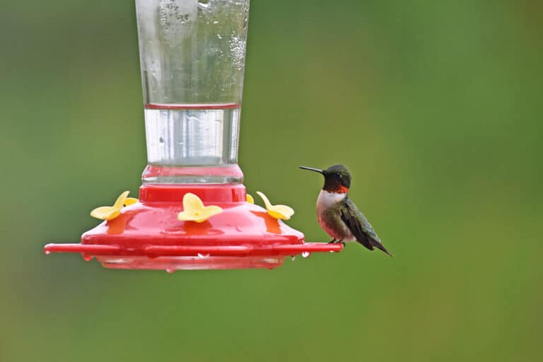 When to Put Out Hummingbird Feeders (Tips for Each State) - Bird Feeder Hub