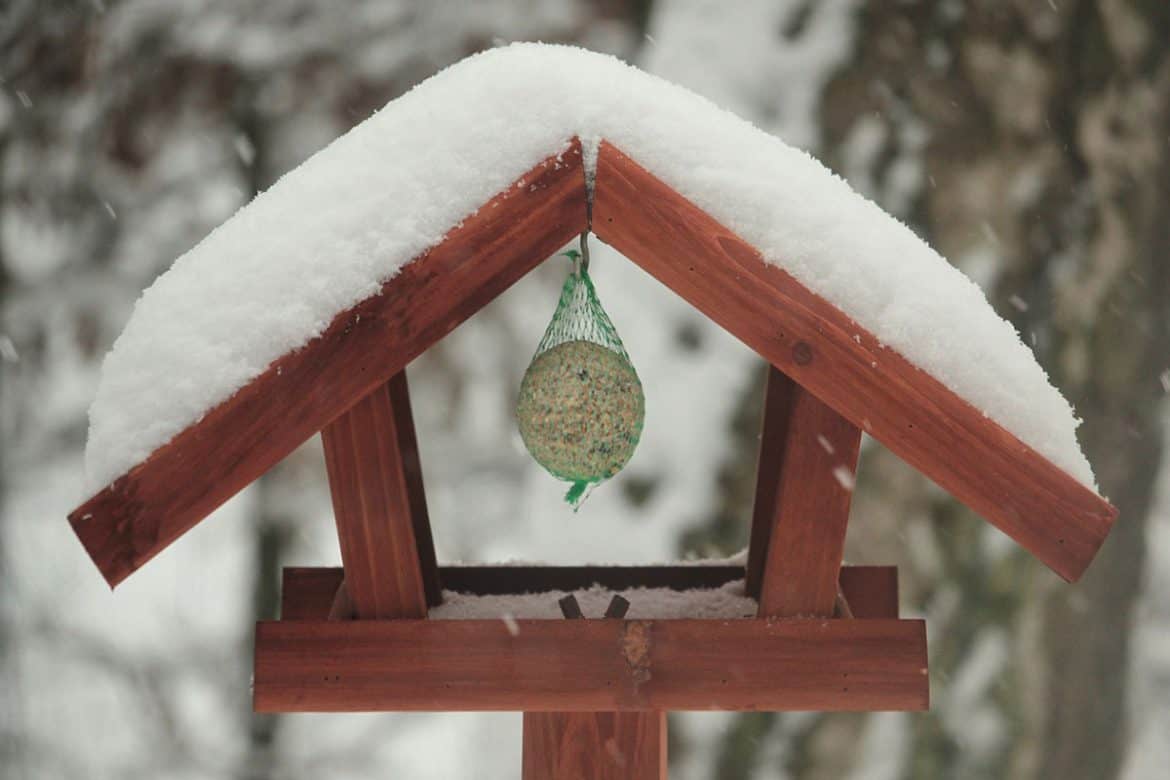 When to Stop Feeding Birds for Winter Bird Feeder Hub