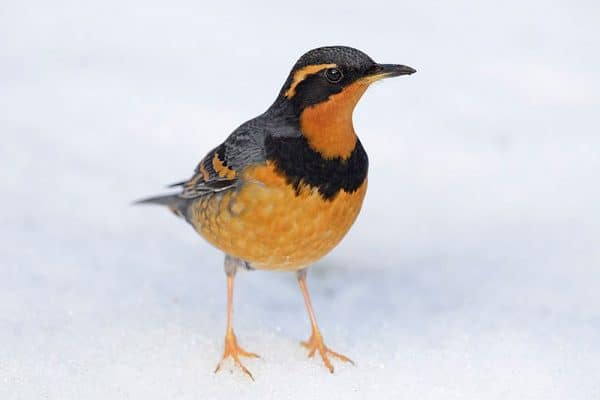 15 Bird Species with Orange Bellies (Pictures) - Bird Feeder Hub