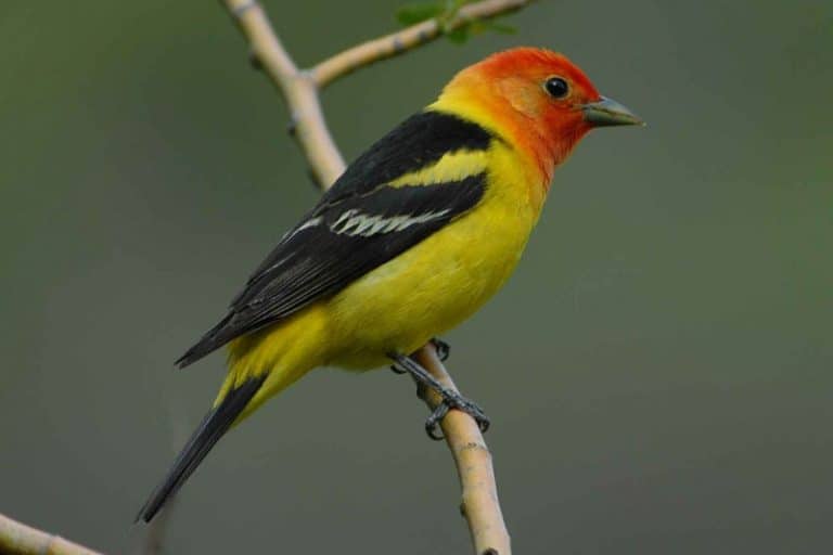 40 of the Most Colorful Birds of North America (With Pictures)