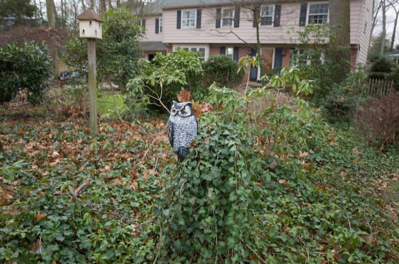 How to Keep Birds Away from Patios, Decks, and Balconies Bird Feeder Hub