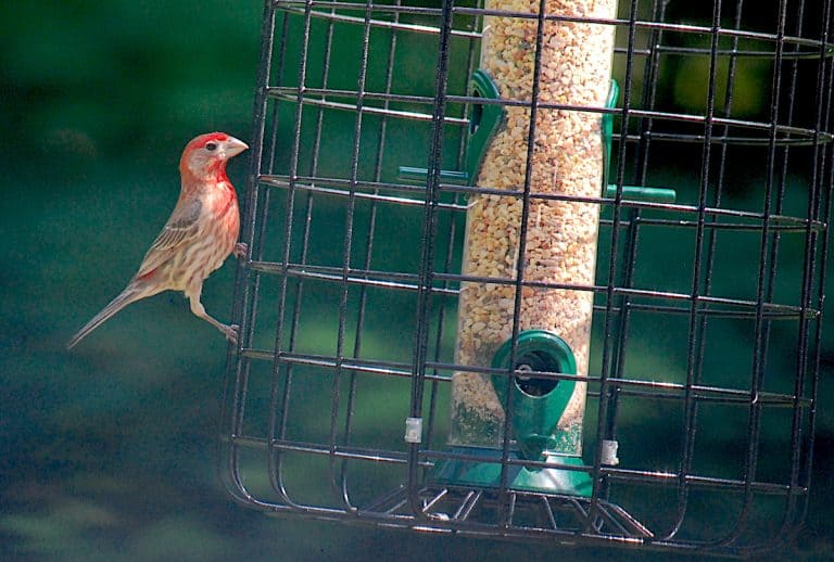 Is It Harmful to Feed Backyard Birds? Bird Feeder Hub