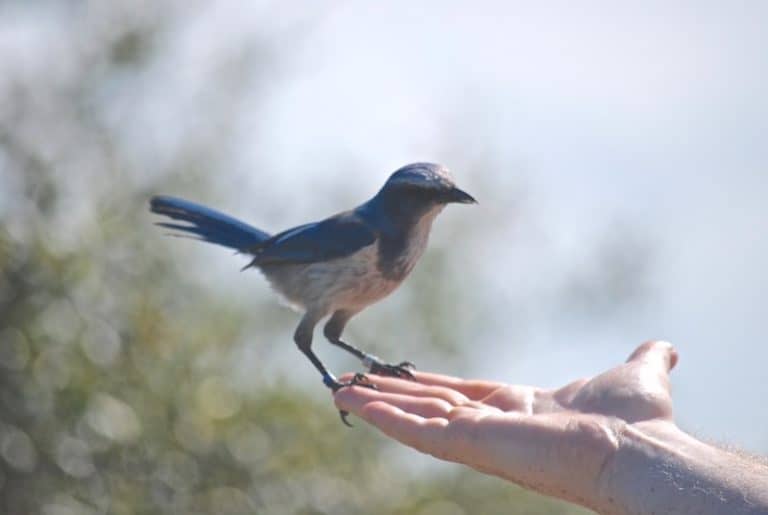 Is It Harmful to Feed Backyard Birds? Bird Feeder Hub