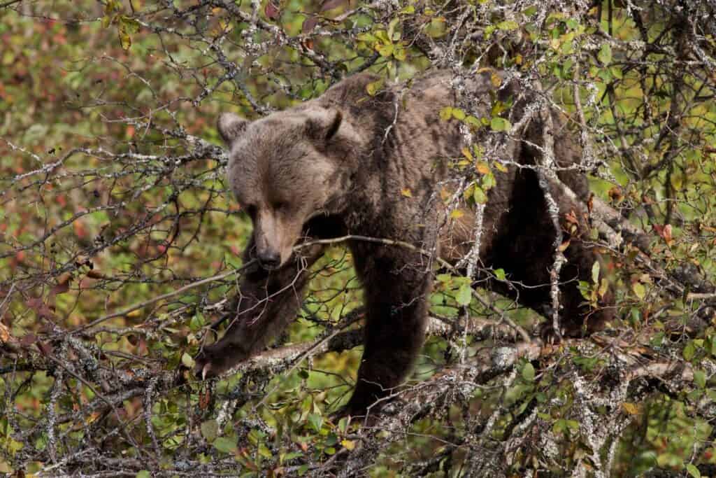 Do Bird Feeders Attract Bears? Bird Feeder Hub