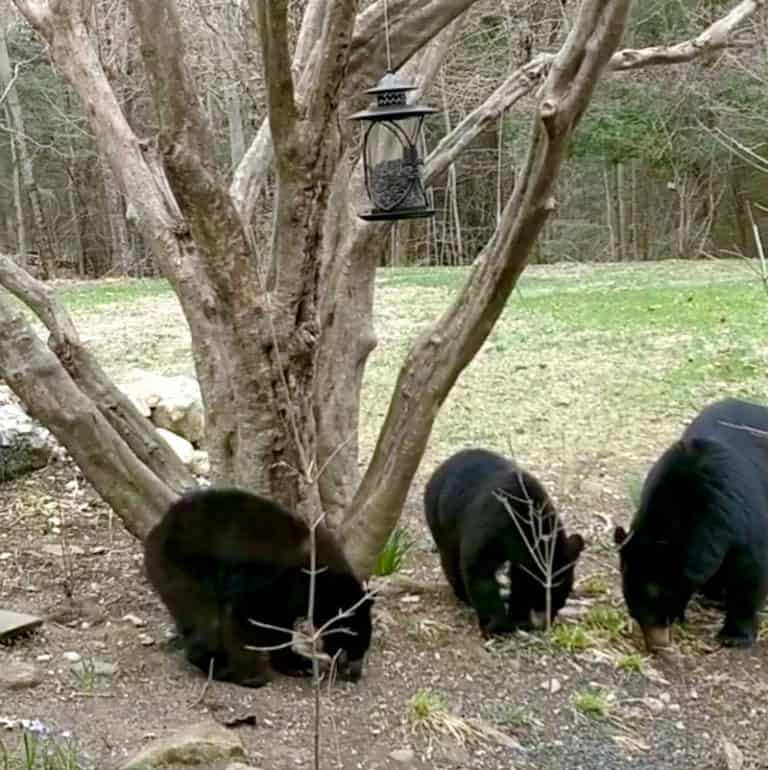 Do Bird Feeders Attract Bears? Bird Feeder Hub