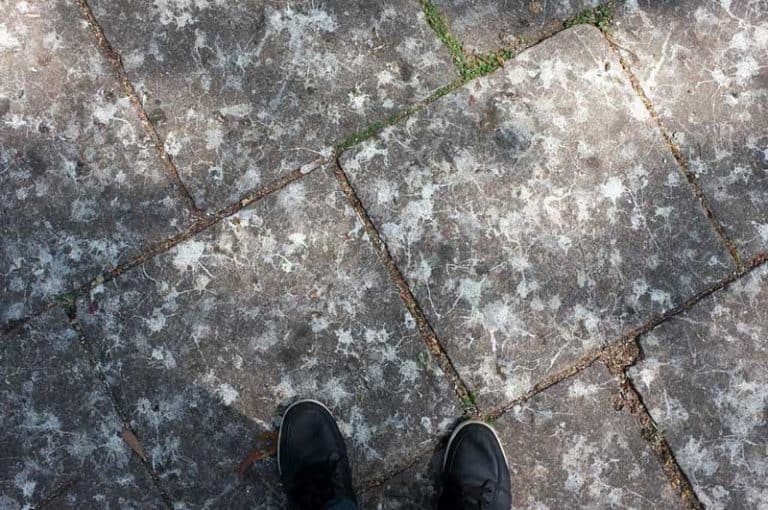 How to Keep Birds Away from Patios, Decks, and Balconies Bird Feeder Hub