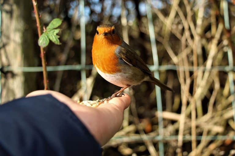 How To Get Wild Birds To Trust You Helpful Tips Bird Feeder Hub