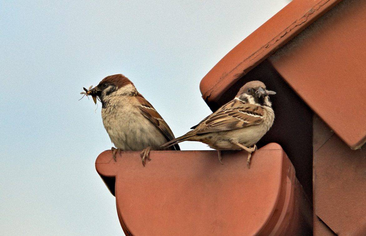 How to Keep Birds Away from Patios, Decks, and Balconies Bird Feeder Hub