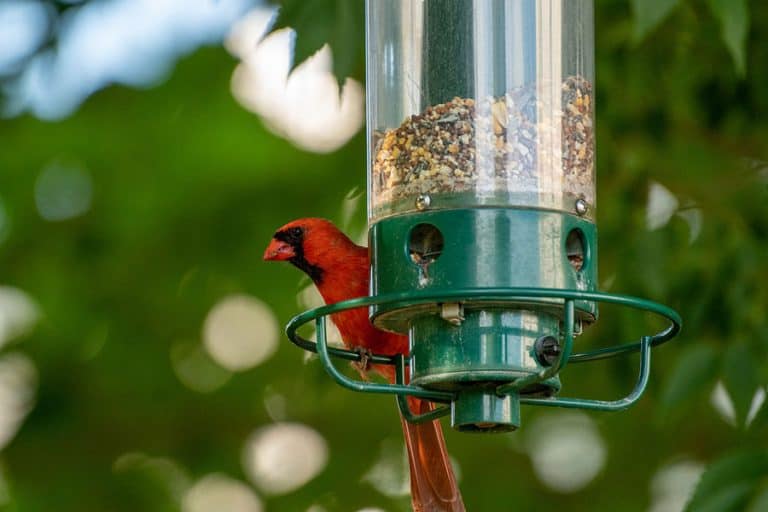 What Kind of Bird Seed Do Cardinals Like? Bird Feeder Hub