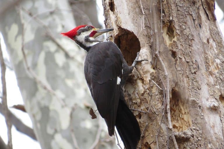 Do Pileated Woodpeckers Destroy Trees? - Bird Feeder Hub