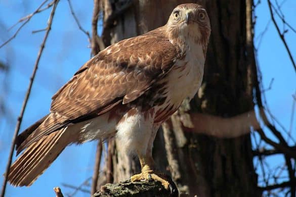 7 Types of Hawks You Can Find in Alabama (Pictures) - Bird Feeder Hub