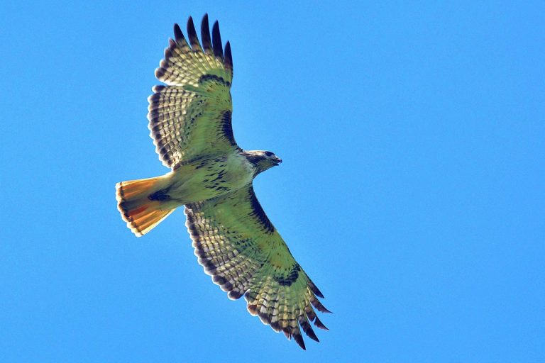 8 Types of Hawks in Pennsylvania (Pictures) Bird Feeder Hub