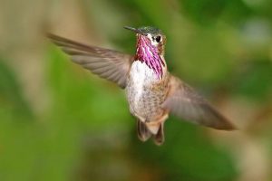 9 Hummingbirds in Alabama (With Pictures)