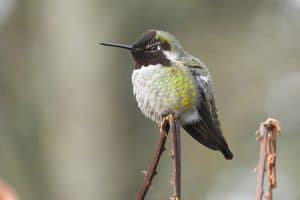 9 Adorable Hummingbird Species in Oregon